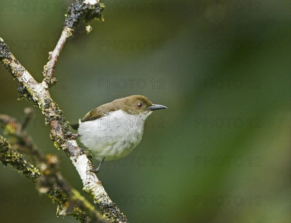 Buzzing Flowerpecker