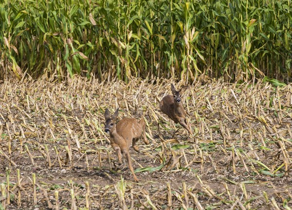 Western european roe deer