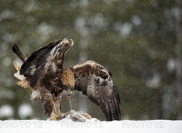 Golden eagle