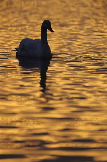 Adult whooper swan