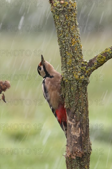 Great spotted woodpecker