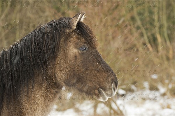 Konik horse