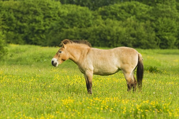 Adult przewalski's horse