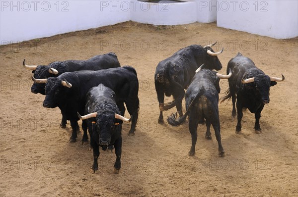 Bullfighting