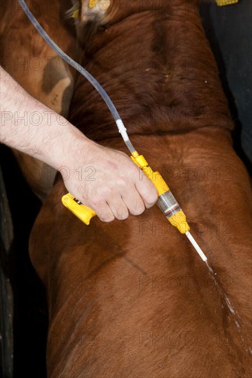 Cattle farming