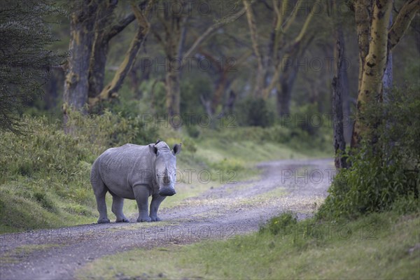 White Rhinoceros