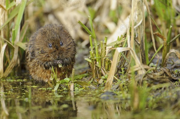 Eastern vole