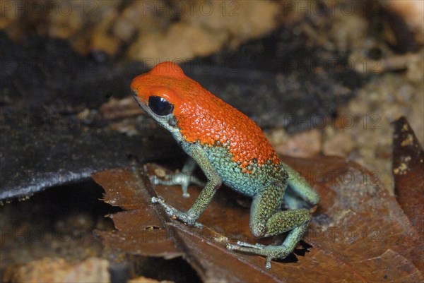 Granular Poison Dart Frog