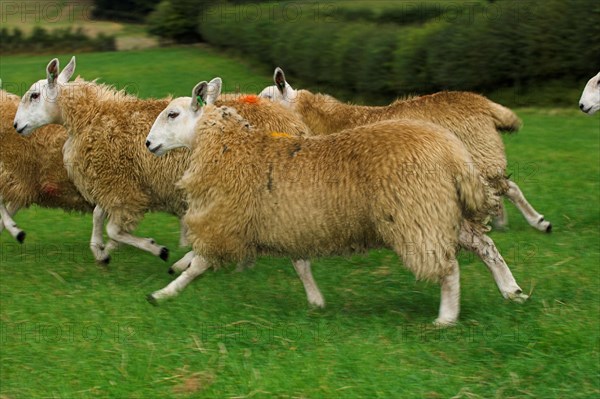 Domestic Sheep