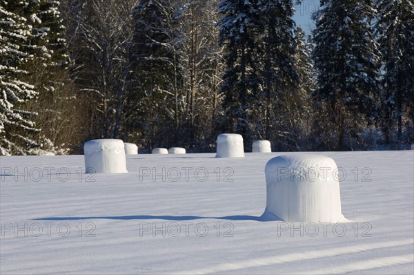 Round silage bales in the field