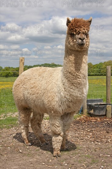 Alpaca