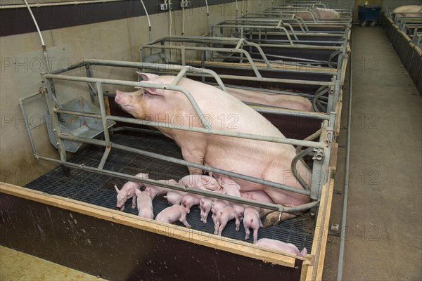 Pig farming