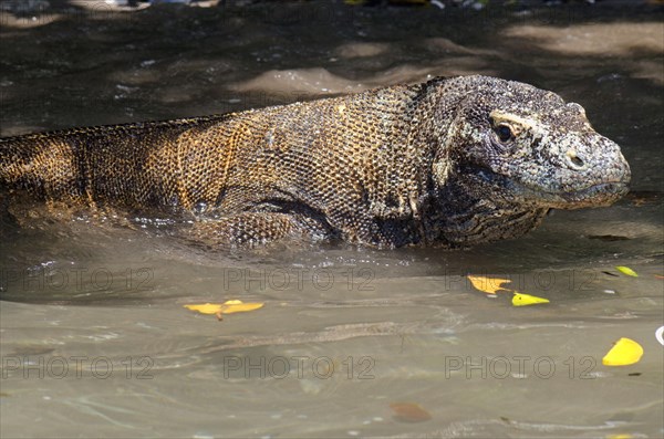 Adult komodo dragon