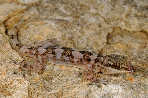 Grant's Leaf-toed Gecko