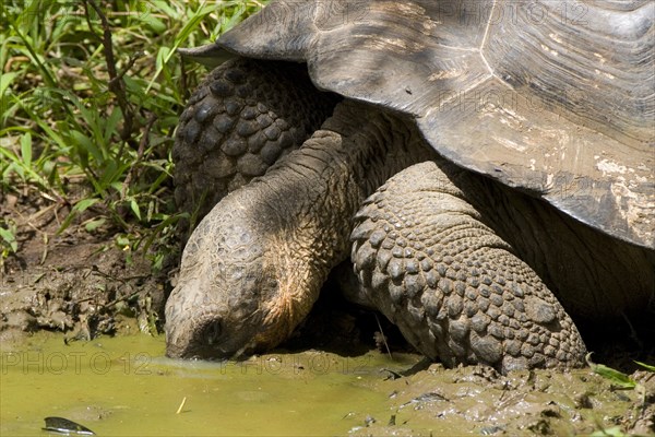 Testudo elephantopus porteri porteri porteri