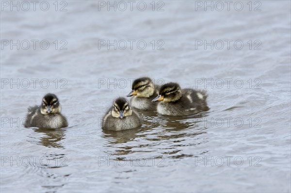 South American Teal Teal Teal Teal