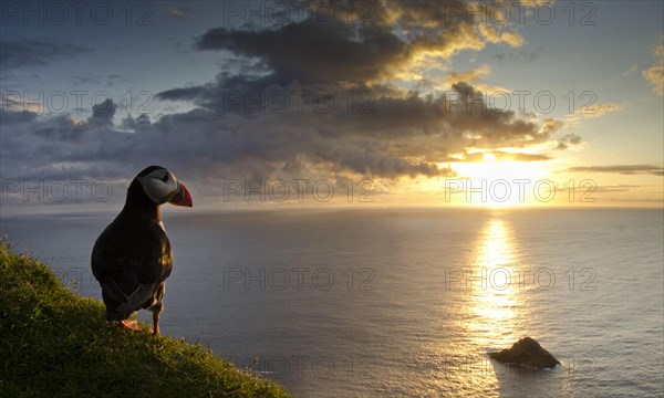 Atlantic Puffin