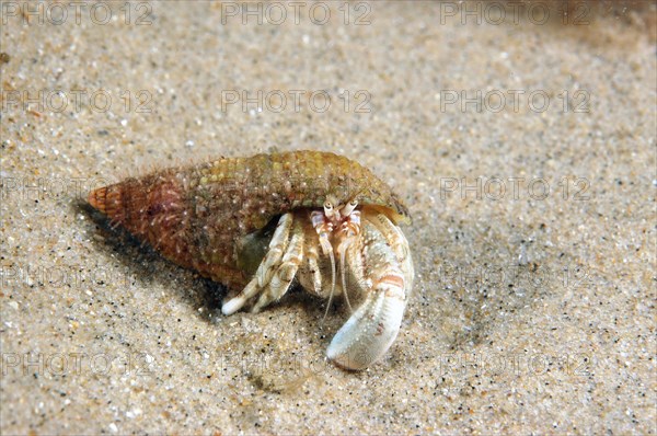 Mediterranean Sand Coast Hermit Crab