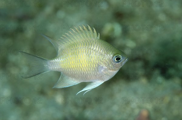 Staghorn Damsel