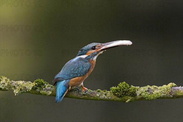 Common kingfisher