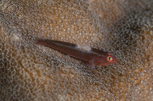 Shortnose goby