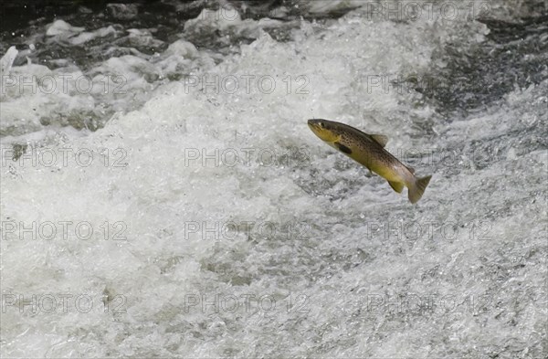 Salmo trutta forma fario