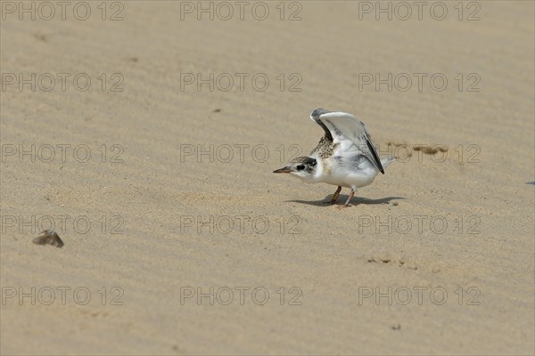 Little Tern