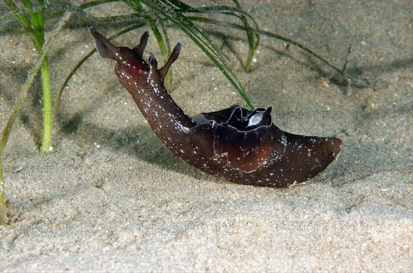 Spotted sea-hare