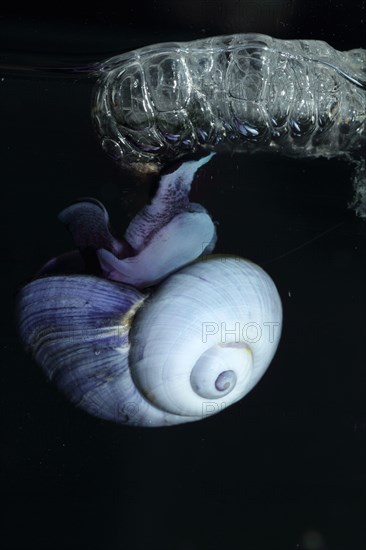 Violet sea-snail