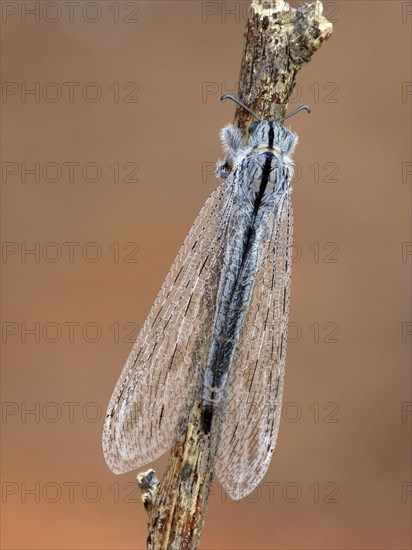 Antlion