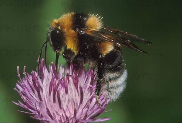 Field Bumblebee