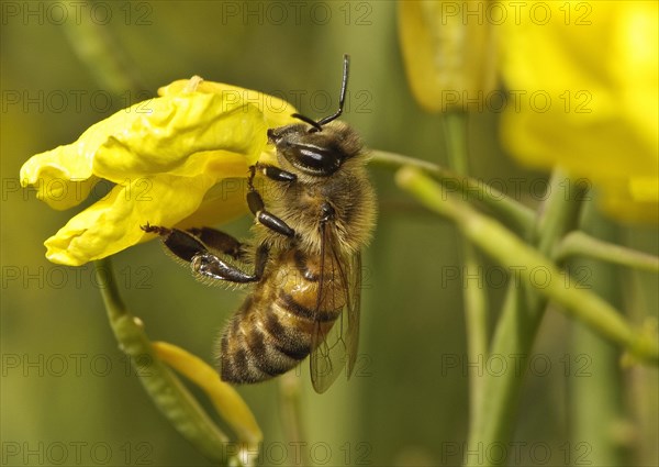 Western Honey Bee