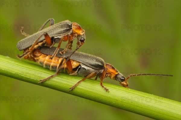 Soldier Beetle