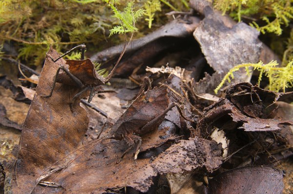 Dead-leaved katydid