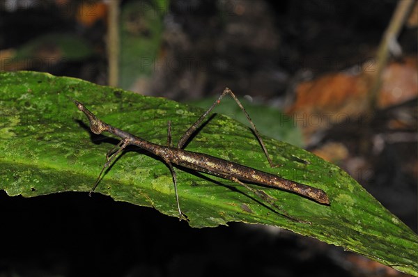 Horse-headed grasshopper