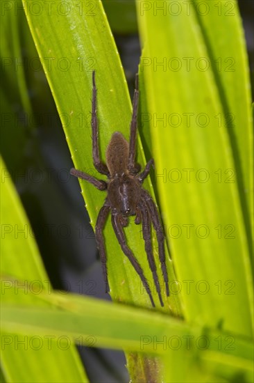 Fen Raft Spider