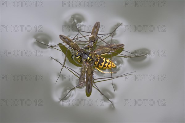 Common pond skater