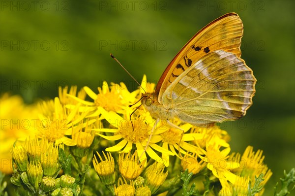 Silver-washed Fritillary