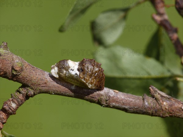 Black hairstreak