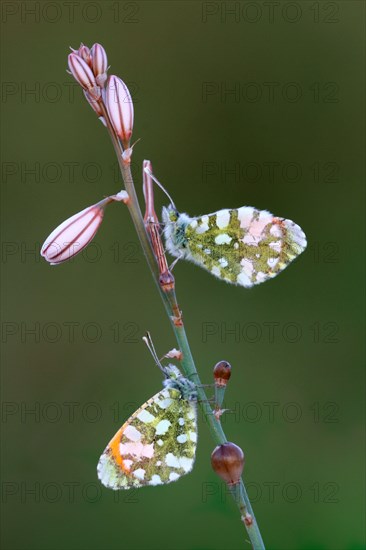 Gruner's orange tip