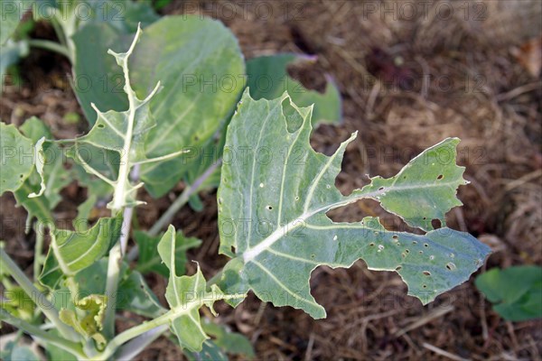 Harvest of vegetable cabbage