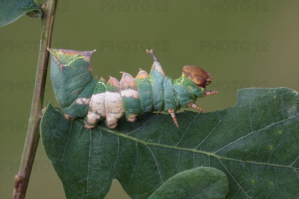 Tawny Prominent