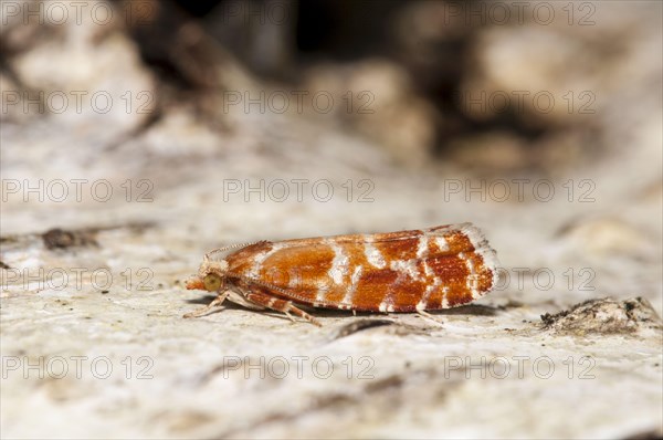 Spotted wing moth