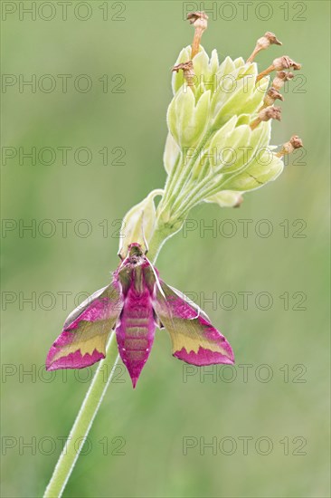 Small Elephant Hawkmoth