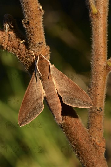 Levant Hawkmoth