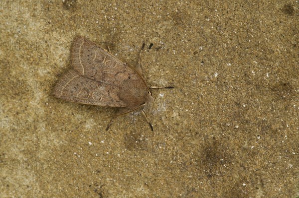 Common Quaker