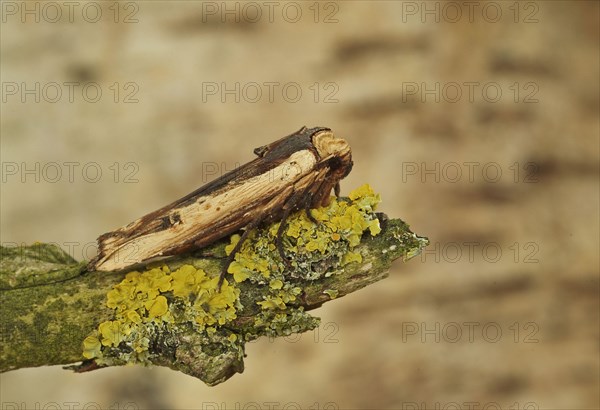 Brown Mouldy Owl