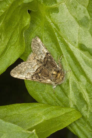 Nut-tree Tussock