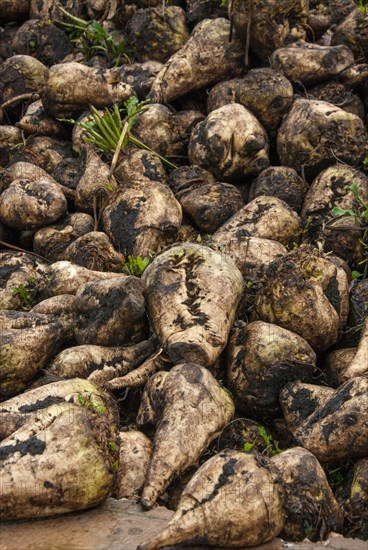 Sugar Beet