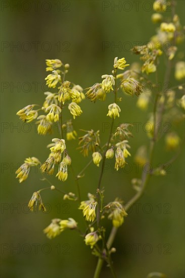 Lesser meadow-rue